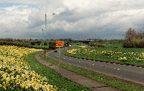 [Daffodil lined road]