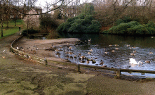 [ducks and pond]