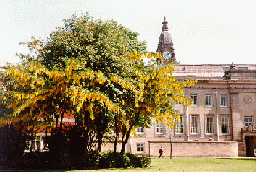 [Laburnum tree and clocktower]